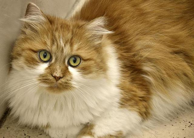 猫 长发 国内的猫 MIEZE 阿迪达斯 猫的眼睛 宠物