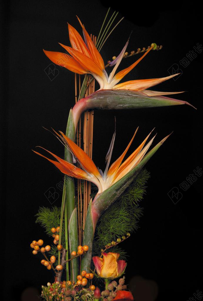 鲜花 插花 PAPAGAAIEBEK 性质 干花 母亲节 创意