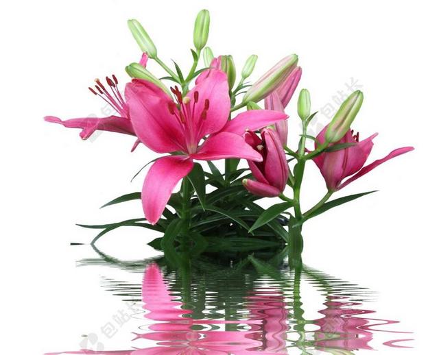 百合 粉色百合 百合科 粉红色的花 观赏植物 观赏花 性质