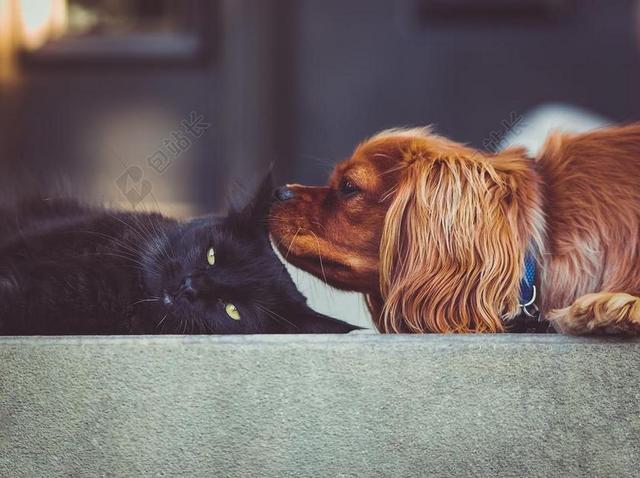 猫 小猫 狗 小狗 宠物