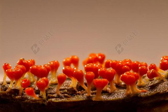 粘菌 TRICHIA糖胶 单细胞生物 变形虫 MYXOMYCETES