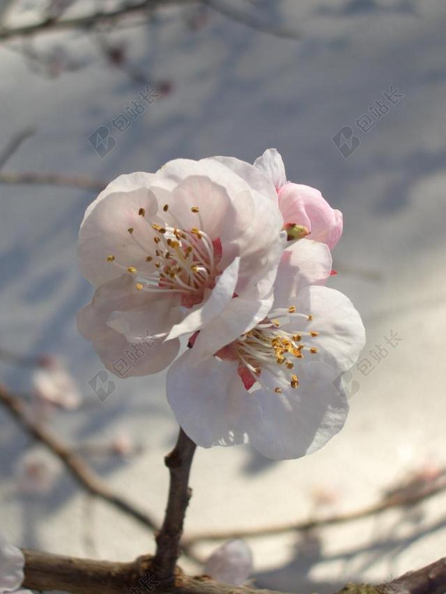 绽放的白色桃花背景图片