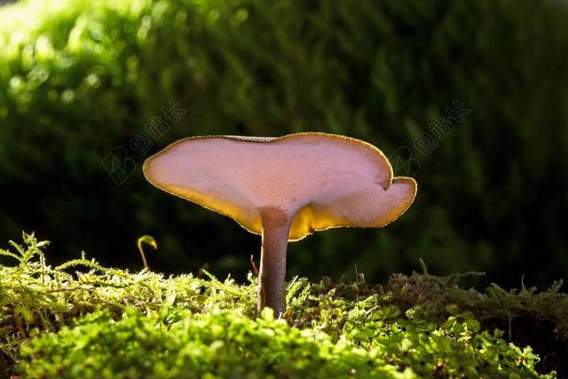 蘑菇 小蘑菇 灵芝 苔 迷你蘑菇 蘑菇头 帽子 蘑菇帽子