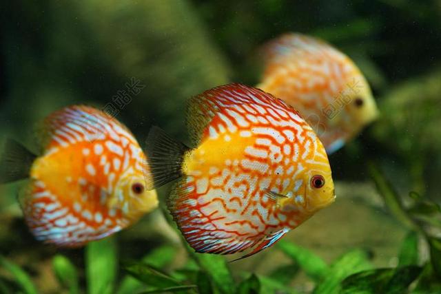 铁饼鱼 水族馆 淡水 丰富多彩 鱼 淡水鱼 七彩 鲈鱼