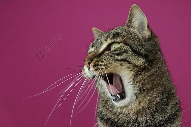 猫 虎 TIGERLE 条纹 麻烦 累 动物 捕食 危险