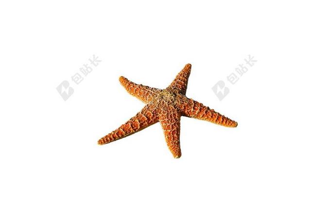海星 带动 海 刺 海洋生物 海洋动物