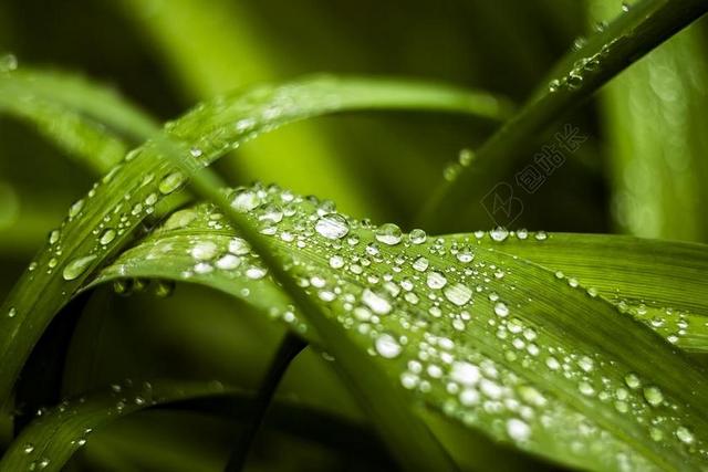 上午 露水 草 绿色 湿 自然 水 下降 特写 新鲜