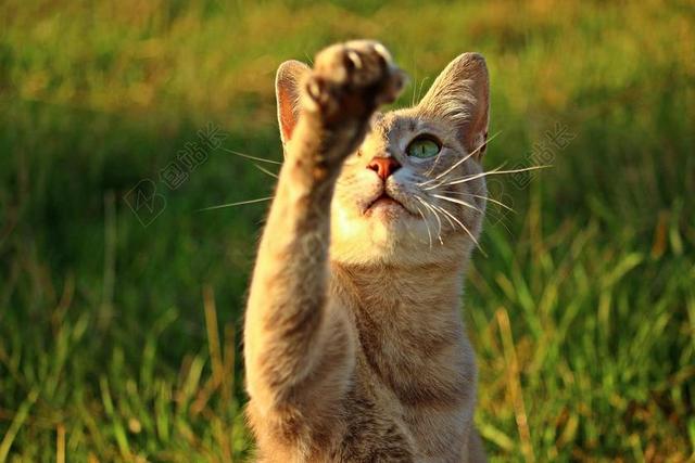 猫 小猫 爪 魔爪 彪 鲭鱼 MIEZE 宠物 虎 爪子