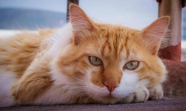 猫 可爱 可爱的 宠物 动物 小猫 家养 猫的 基蒂