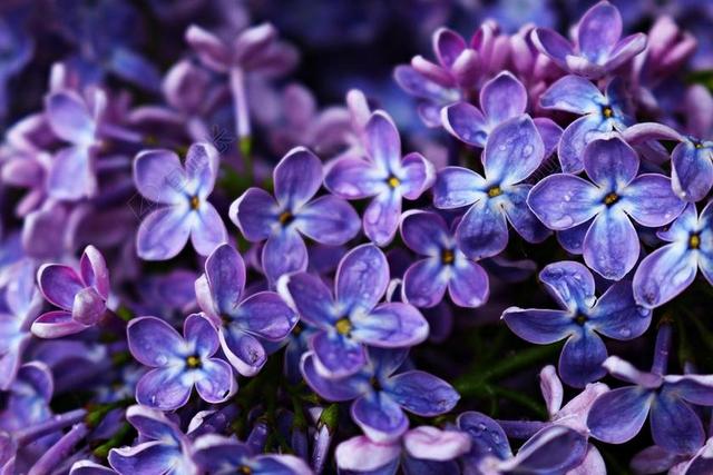 紫丁香 开花 花 紫丁香树 紫 春天 花园 丁香分支