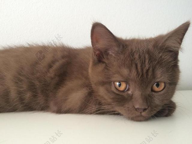 猫 动物 宠物 年轻的猫 年轻的动物 周到 关注 注意 蓬松