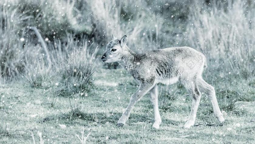 MUFLON 性质 冬天 雪 动物世界 哺乳动物 动物 可爱