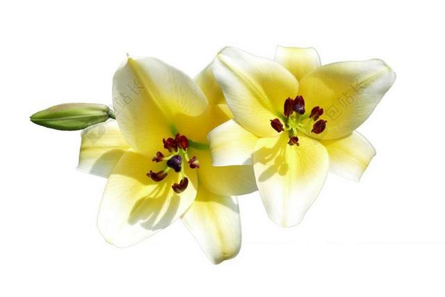 孤立 剪出 百合花 鲜花 夏季 性质 花园