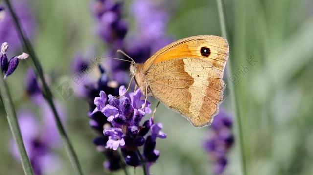 LYCAON 蝴蝶 SATYRINAE EDELFALTER