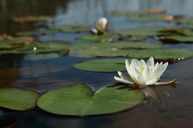 水百合花 睡莲叶 湖 清水 海滩 低海滩 湖底 清洁 水