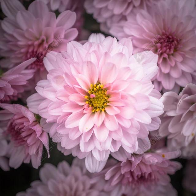 菊花 秋季 鲜花 菊花节 秋季节 花卉 植物 花瓣 大自然