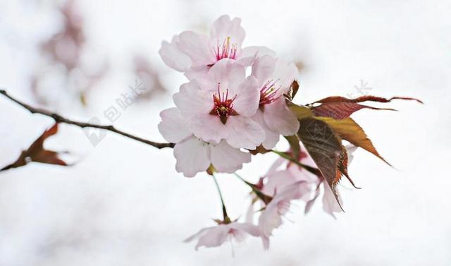 日本樱花树 日本樱花 春天的花朵 观赏樱花 树 春天 盛开