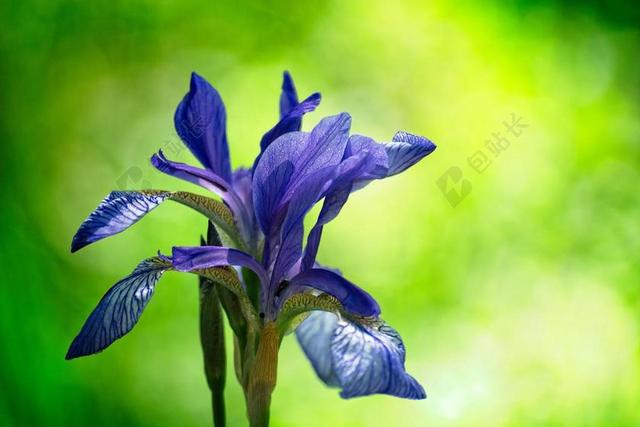 西伯利亚 SCHWERTLILIE 虹膜SIBIRICA 草地剑莉莉