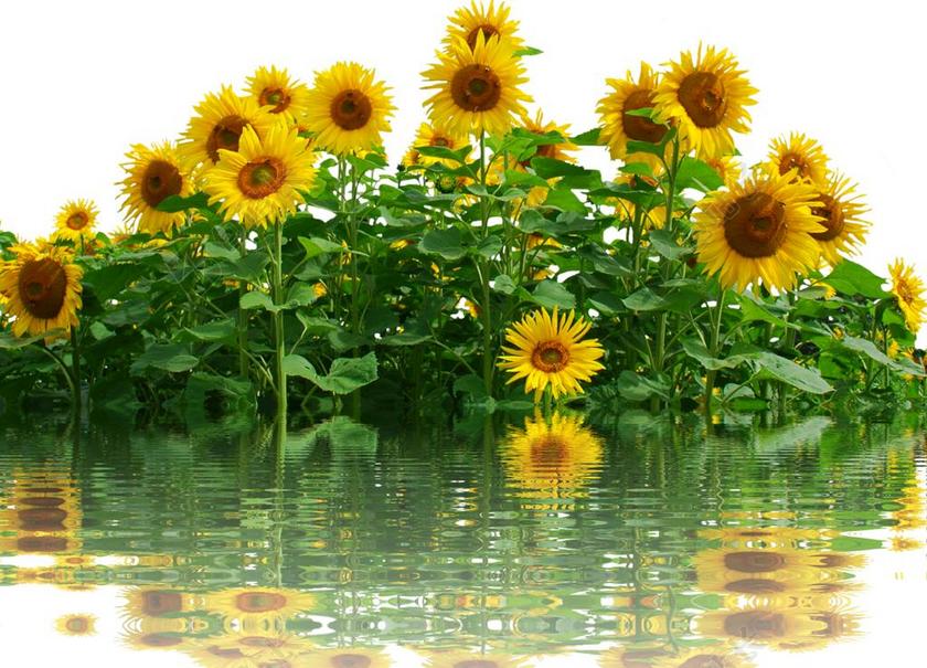 向日葵 太阳 夏季 性质 黄色花 花 开花 花园 景观