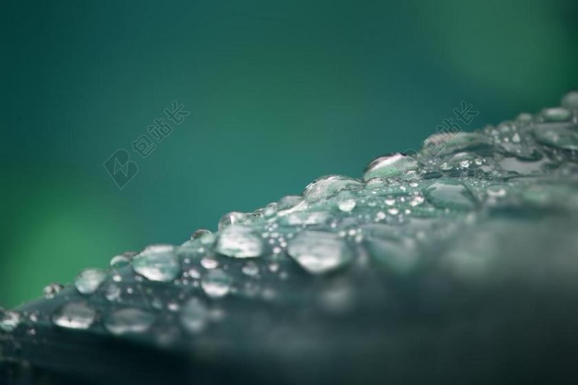 叶子 滴 一滴水 宏 雨 关闭 露水 绿色的植物 绿色 湿