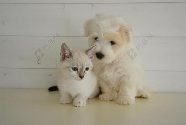 狗狗猫猫 小猫 国内动物 狗 性质 外套 可爱 同谋 小狗