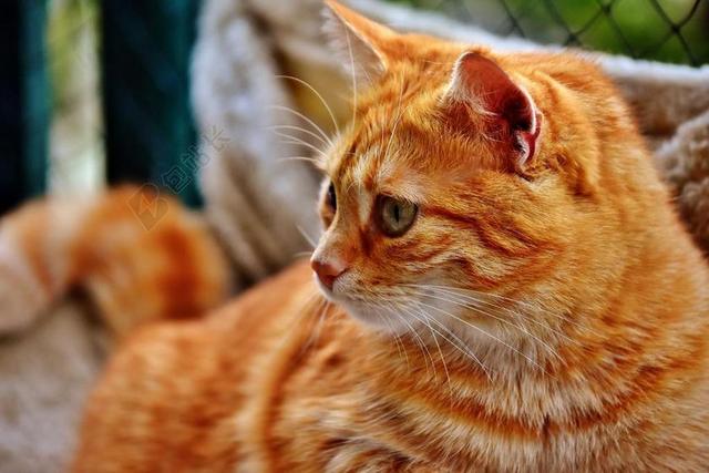 猫 鲭鱼 照片 野生动物摄影 肖像 滑稽 红色 虎猫 小猫