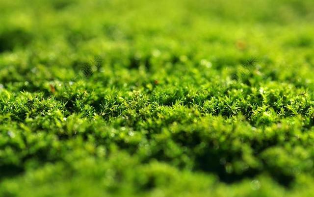 苔藓 绿色 潇洒 背景 森林 林下 性质 老 生苔