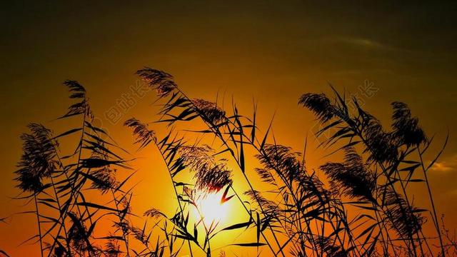 芦苇 太阳 日落 自然 剪影 阴影 黄昏