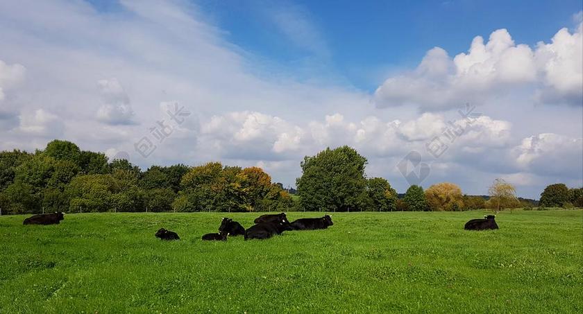 牛 奶牛 动物 草地 性质 牧场 景观 农业 云 云的形成