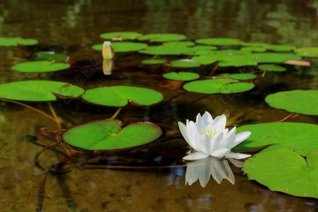 水百合花 睡莲叶 湖 清水 沙底 晴朗 夏季的一天 低海滩