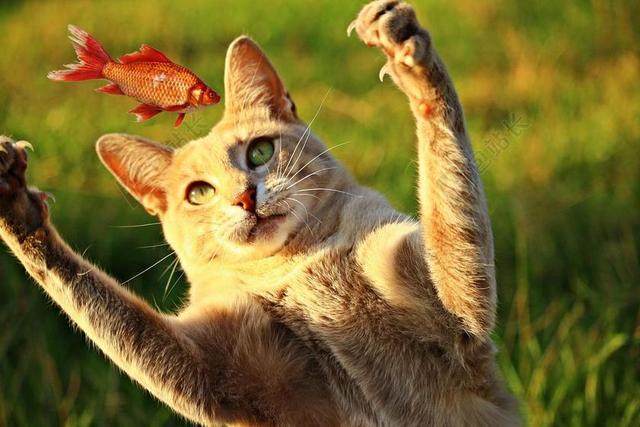 猫 鱼 猎物 MIEZE 吃 彪 鲭鱼 虎 小猫 狩猎