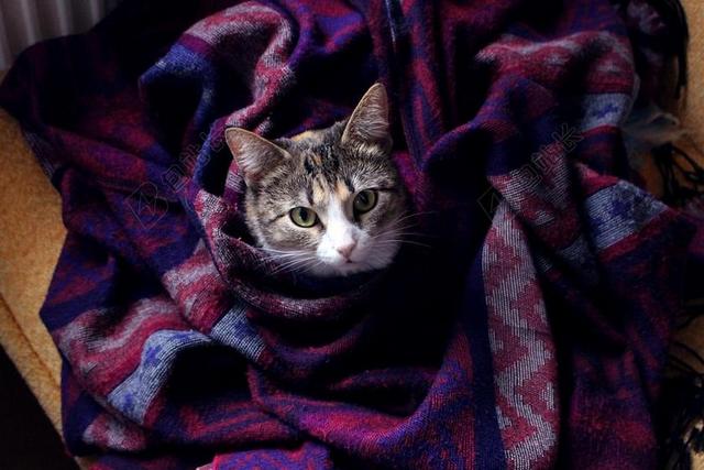 猫 宠物 吻 格子花呢 被套 风格 只毛绒绒的猫 猫的梦想