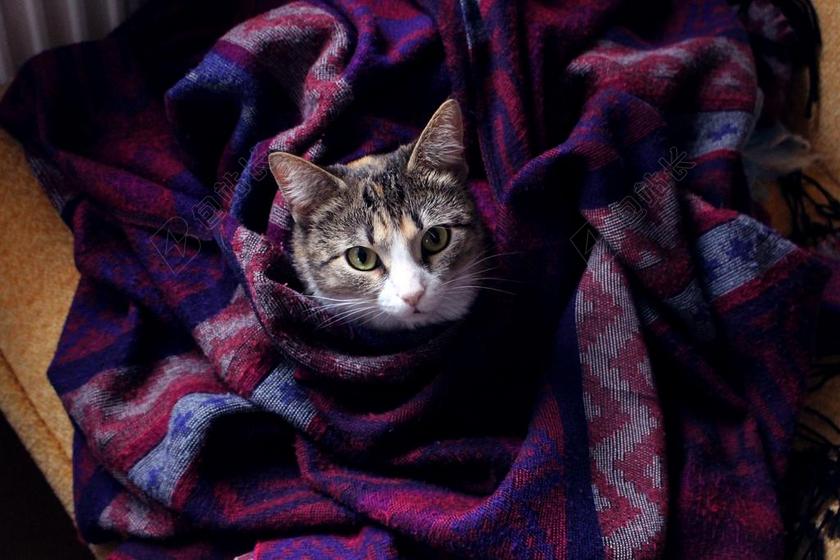 猫 宠物 吻 格子花呢 被套 风格 只毛绒绒的猫 猫的梦想