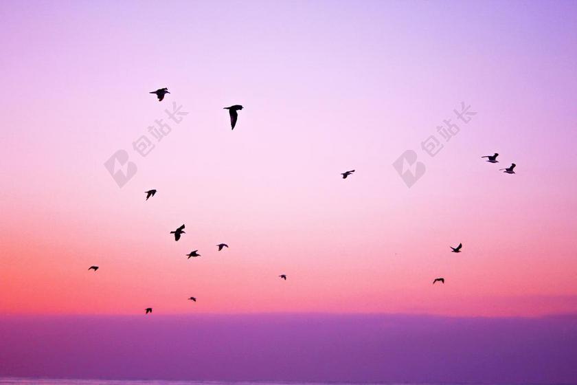 梦幻紫色粉色渐变天空鸟儿飞行图片背景