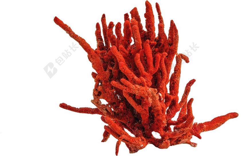 孤立 珊瑚红色的 海 水下 鱼 红海