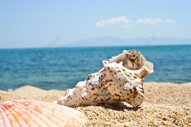 海滩 贝壳 卡瓦拉 海