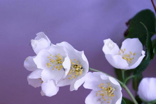 茉莉 花 开花 香味 白 性质 甲虫 夏季 漂亮 德卡