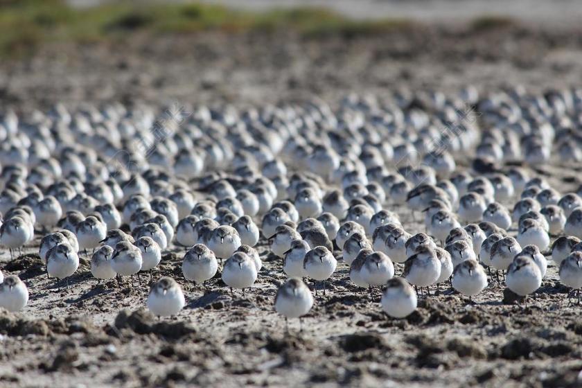 红颈岁 水鸟 湿地 养护 野生动物 墨尔本 澳大利亚 维多利亚