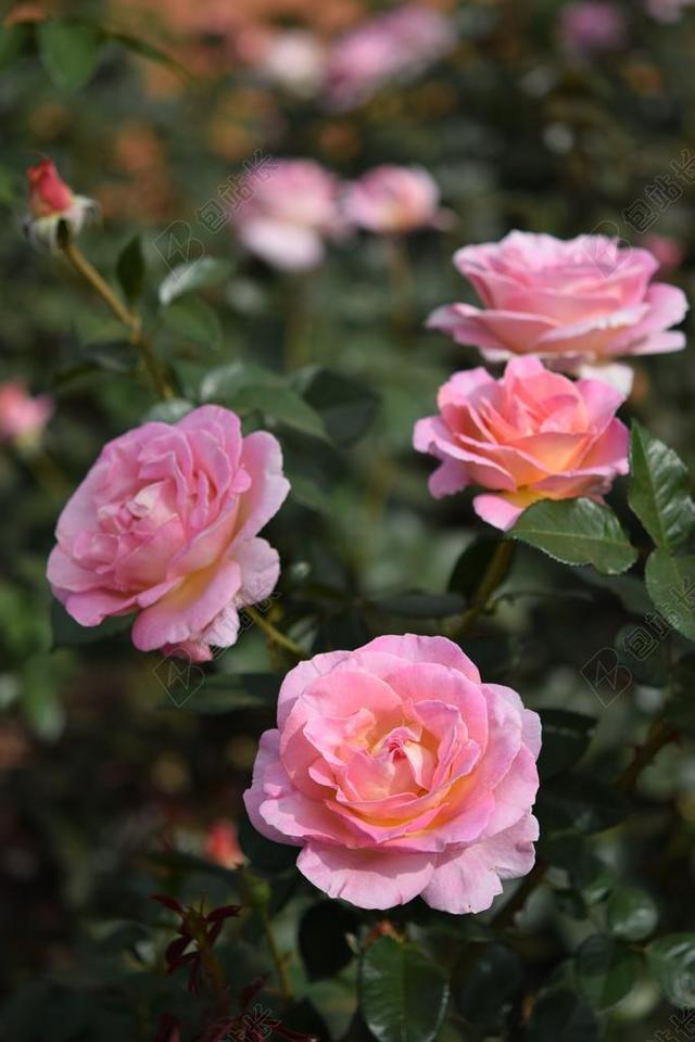 玫瑰 花 厂 粉红色 地狱 花园 公园 ROSEDAL