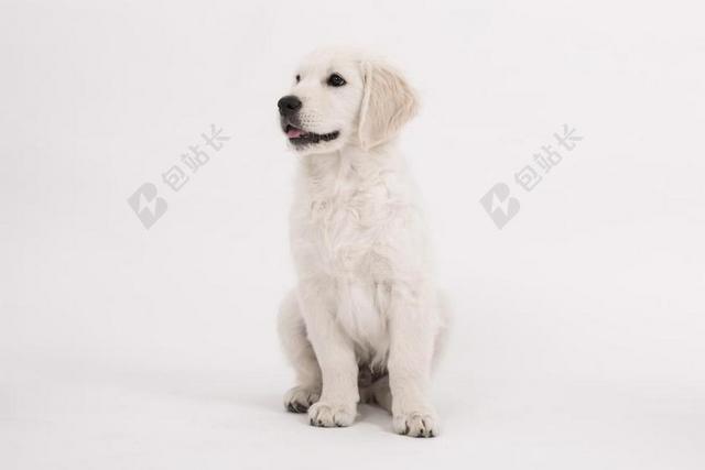 狗 金毛猎犬 小狗 纯种狗 可爱 宠物 动物 年轻 小