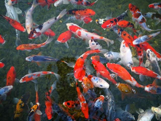 鱼 以色列水族馆 海 锦鲤