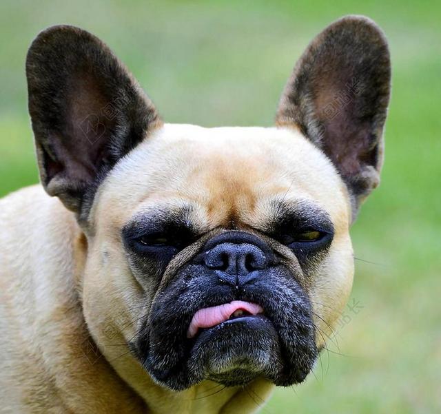 法国斗牛犬 宠物 狗 搞笑 斗牛犬 动物 注意