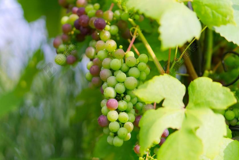 绿色水果葡萄葡萄藤背景图片