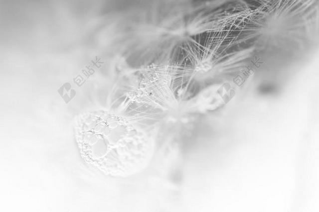 蒲公英 空气泡沫 冷 冻结 花 开花 泡沫 球 美丽 背景