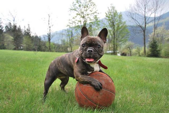 法国斗牛犬 小动物 狗