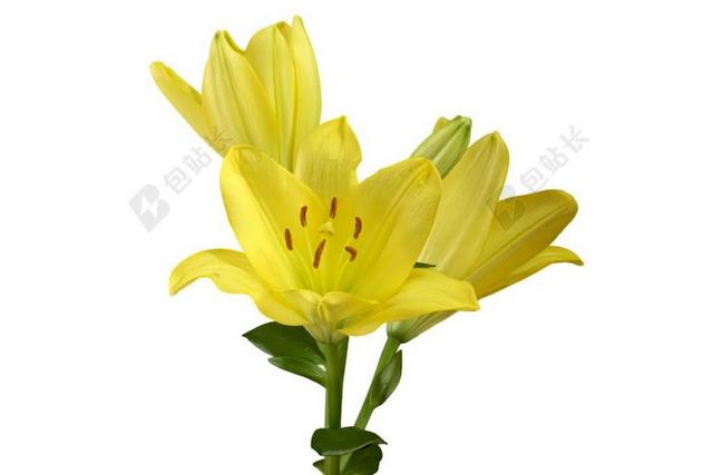 黄色百合花绽放透明背景图片