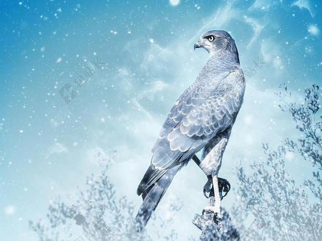 鸟 猎鹰 雪 猛禽 动物 艺术 剪贴簿 纸  装饰