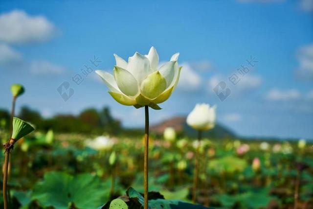 莲花 花卉 性质 美丽 叶子 春天的花朵 季节 花园 景观