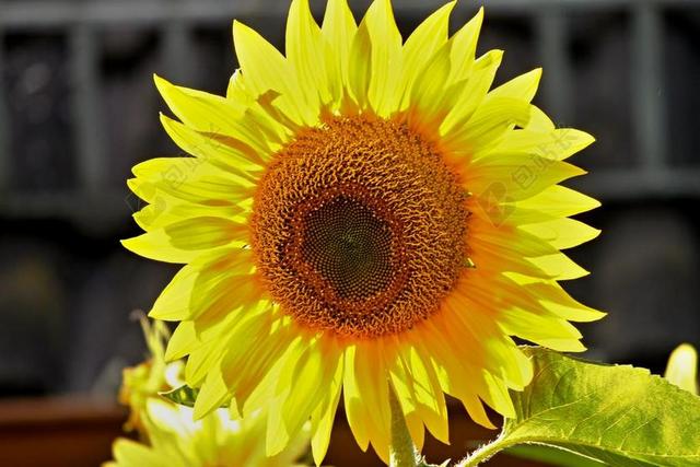 太阳花 开花 黄色 夏季 花 厂 性质 花园 黄色花 盛开