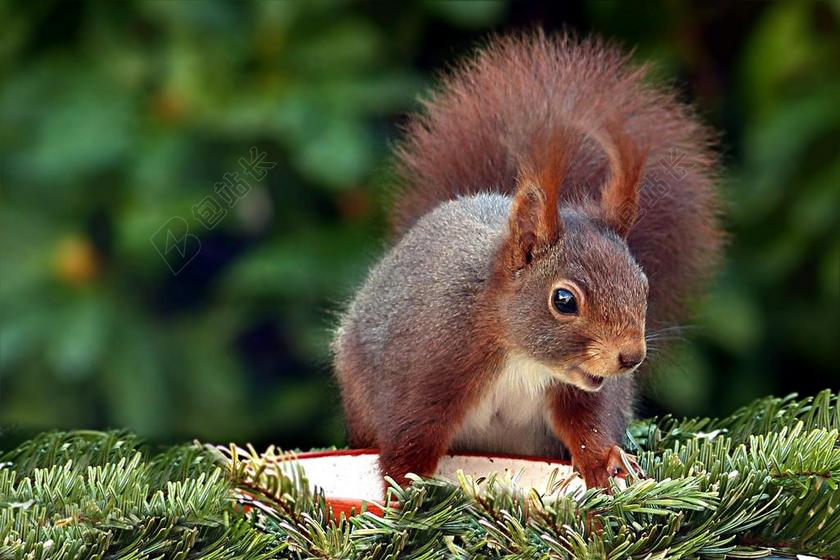 松鼠 动物 哺乳动物 松鼠大 觅食 花园
